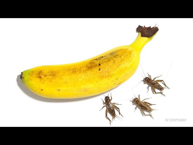 Timelapse Crickets Eating Banana