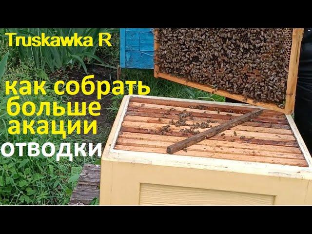 #Bees. The method of division. 20-25 liters of acacia per family.