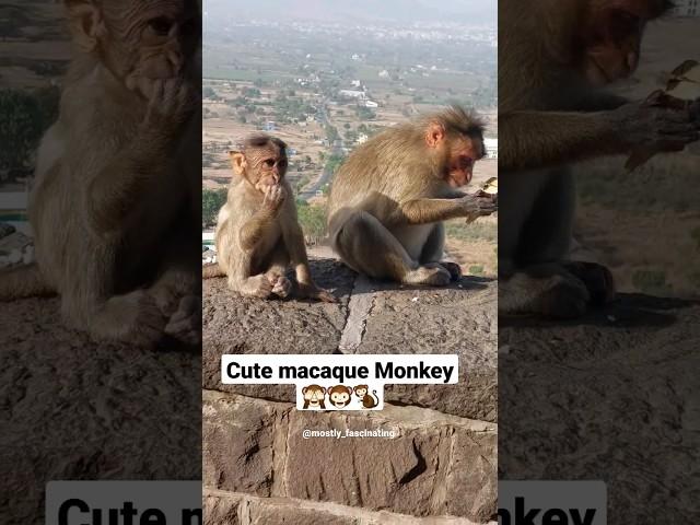 cute animal stories  #monkey #cuteness #cuteanimals #macaque #makad #shorts #viral #shortvideo