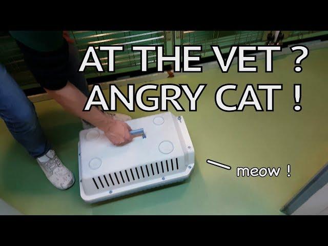 Alvi cat : agony at the vet... and afterwards