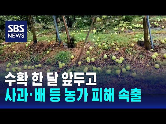 수확 한 달 앞두고…사과 · 배 등 농가 피해 속출 / SBS