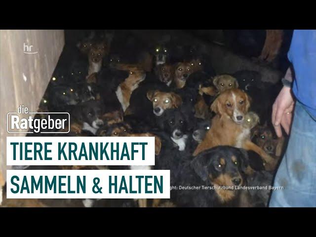 Animal Hoarding – Die Sucht, Tiere zu sammeln | Die Ratgeber