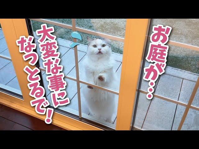 みなさん最強寒波大丈夫だったでしょうか？【関西弁でしゃべる猫】【猫アテレコ】