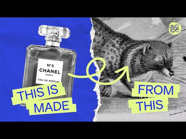 The Truth About How Your Perfume Is Made | Rewinding Perfume