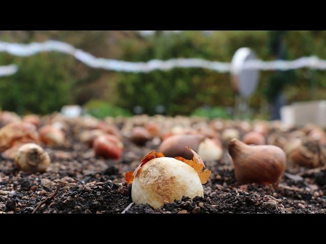 Planting bulbs at the Missouri Botanical Garden