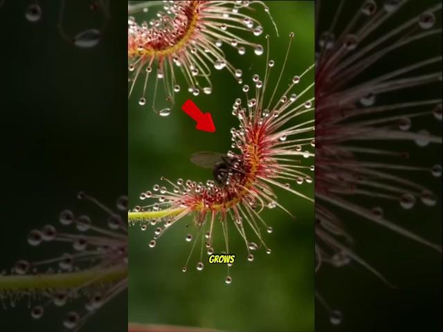 Beautiful But Deadly! #facts #nature #uniquefacts #interestingfacts #didyouknow