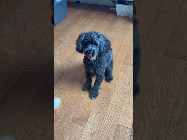 Zuma. #shortsvideo #dog #puppy #cute #cutepuppy #zuma #shorts