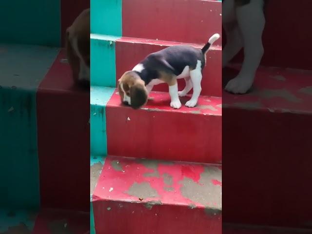 Rio Stairs Practicing #viral #ytshorts #shortvideo #reels #shorts #petlover #hardwork #pets