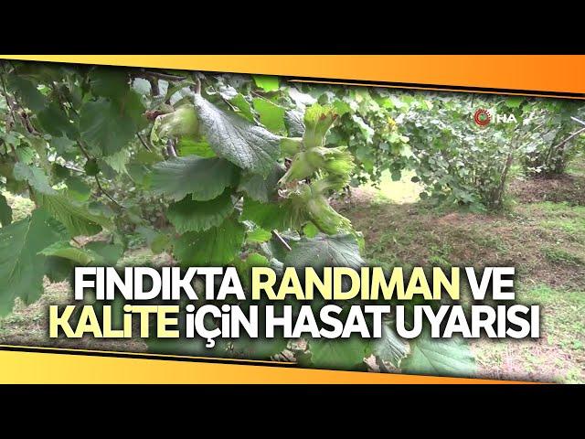 Fındıkta Randıman ve Kalite İçin Hasat Uyarısı