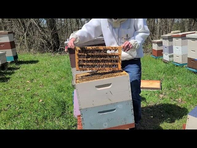 Checking Grafts | Queen Season Has Begun!