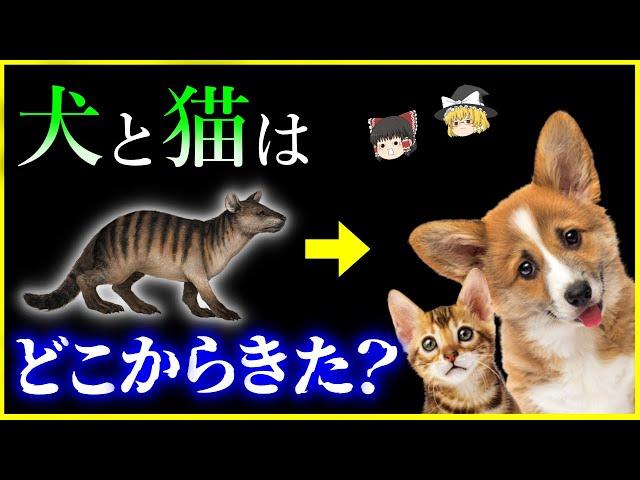 【ゆっくり解説】 祖先は共通⁉「イヌとネコ」はどこからきたのか？を解説/犬と猫共通の祖先ミアキスとは？それぞれの系譜と特徴