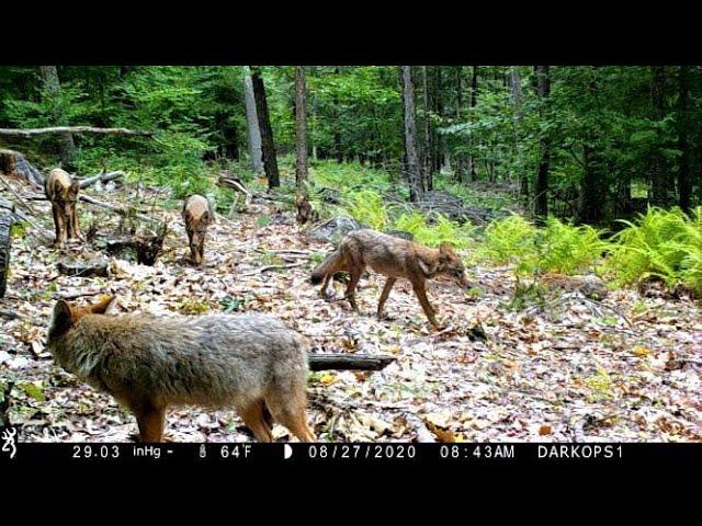 Logging Road Trail Cam Videos