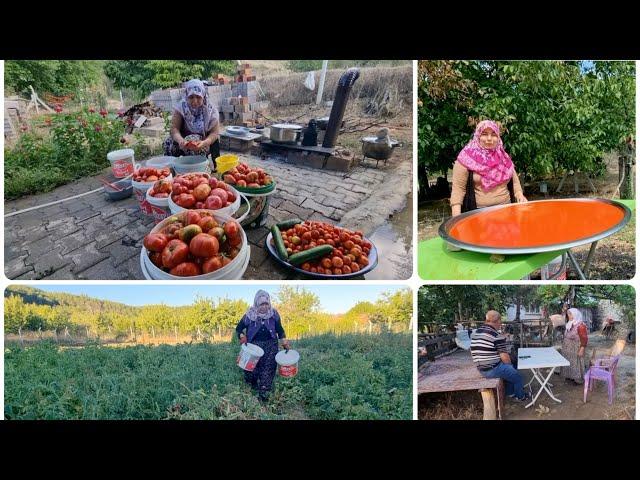 ATA TOHUMU DOMATESLERDEN KÖY SALÇASI YAPTIK | KURUMADI GERİ TOPLADIM | HAMİŞ ABLAYA GİTTİK İŞ BİTMEZ