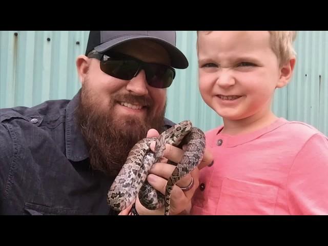 Ohio Snakes - First snake bite! 3 species and more! 4th of July Week 2019