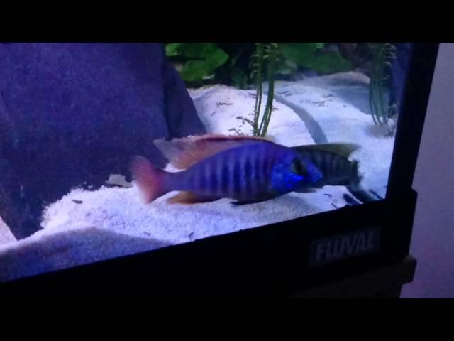 peacock cichlids (Aulonocara) spawning