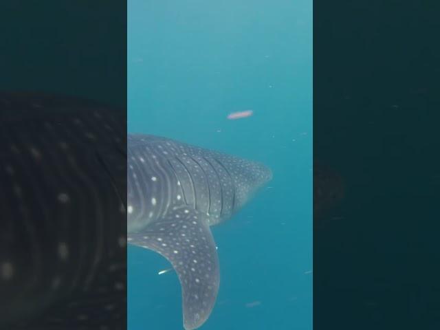 South ari atoll amazing Whale Shark   snorkeling tour #angaga #maldives #whaleshark