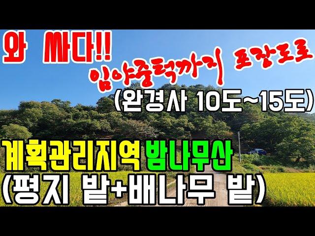 공주부동산/공주임야매매(no.2-1012번.""급매-와 싸다!!" 계획관리지역 밤나무산+밭+배나무밭)-임야 중턱까지 3m포장도로접+전기.평균 경사도:10도~15도.세종시30분.