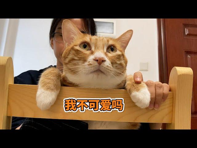 猫：我这么可爱，居然被嫌弃！【旧视频】