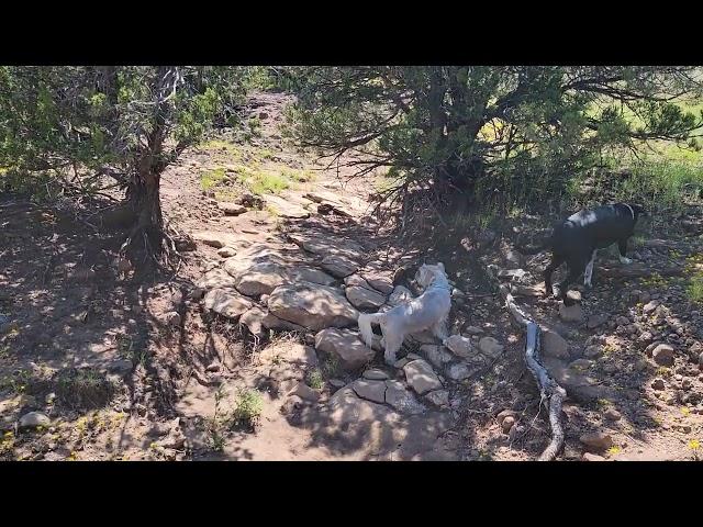 Ranch Tour With Our Dogs   | Arizona Homesteaders in Apache County Arizona