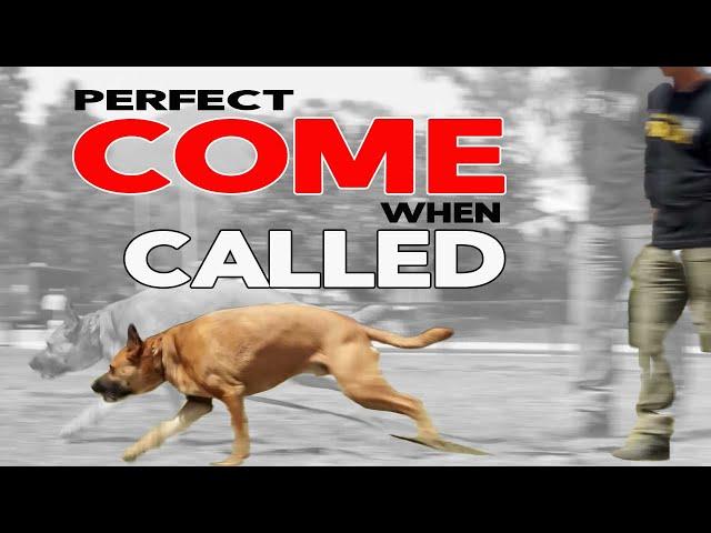 Train Your Dog to COME when CALLED EVERY TIME - Online Dog Training Made Easy