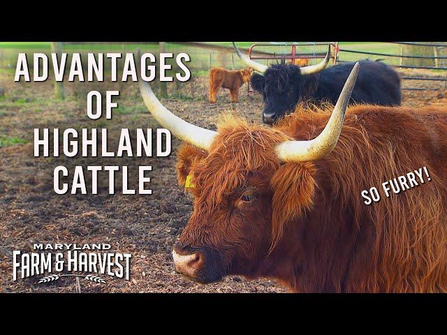 The Advantages of Raising Highland Cattle | Maryland Farm & Harvest