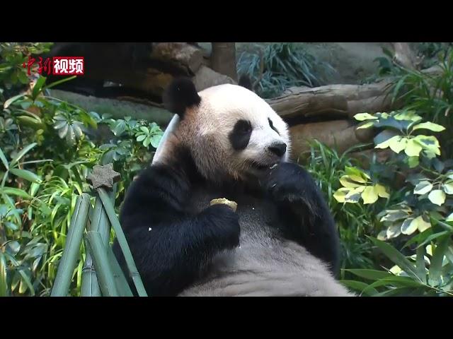 大熊猫“安安”“可可”将在香港过圣诞 香港海洋公园送上大餐