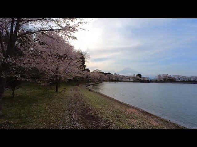 Higashiyamako Fishing Area , Gotemba, Shizuoka 東山湖フィッシングエリア 靜岡縣 御殿場  [AI editing]