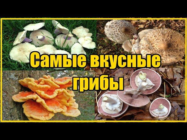 ВИДЫ ОСЕННИХ ГРИБОВ / ГДЕ И КАК СОБИРАТЬ