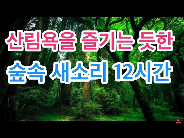 힐링스페셜 - 산림욕을 즐기는 듯한 산속의 물소리와 새소리 ASMR ::Meditation Sound-Various Birds Singing