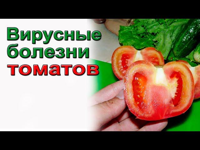 Вирус  томатов.Как защитить.