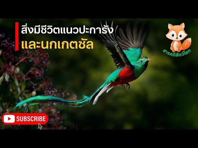 สารคดีสัตว์โลก ตอน สิ่งมีชีวิตแนวปะการัง และนกเกตซัล | สารคดีสัตว์ สารคดี ใหม่ล่าสุด