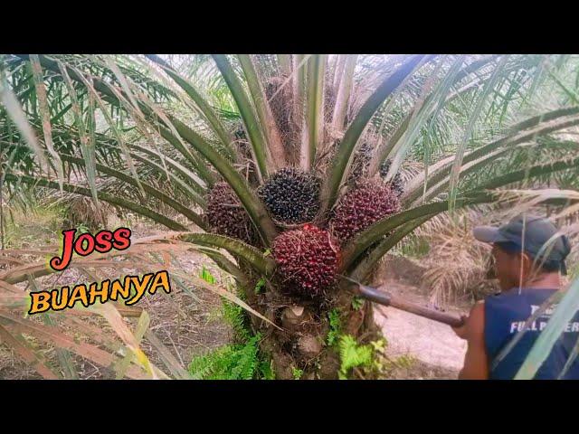 Tobat Panen Sawit Ketemu Buah Njepit