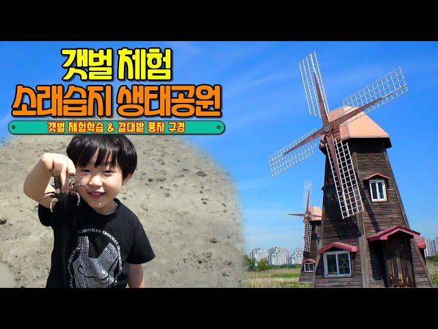 Mud flat experience study and a view of the reed field Windmill. Family Trip Vlog (SUB)
