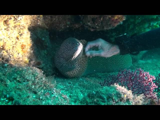 Scuba Diver handling Moray Eel, it enjoys it .....................