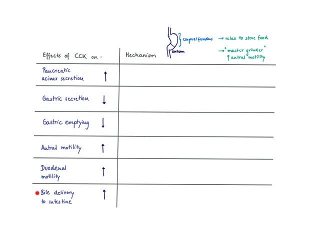 Brandl's Basics: Effects of  CCK (Cholecystokinin)