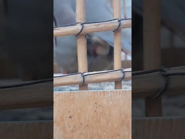 модкав тухумкард