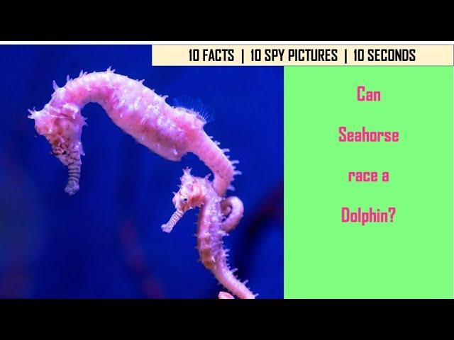 I Spy Seahorse Challenge - Animal facts with Spot and find Puzzles / family fun game