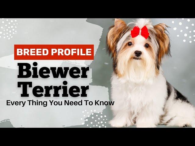 Biewer Terrier|Everything You Need To Know | Watch Before Bring