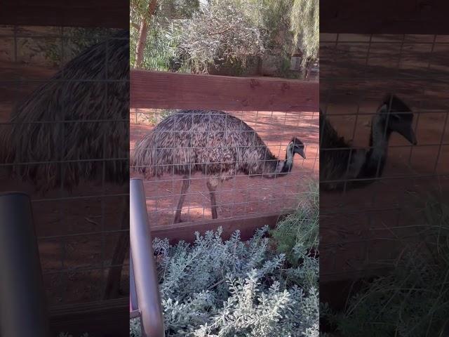 Big bird #cool #bird