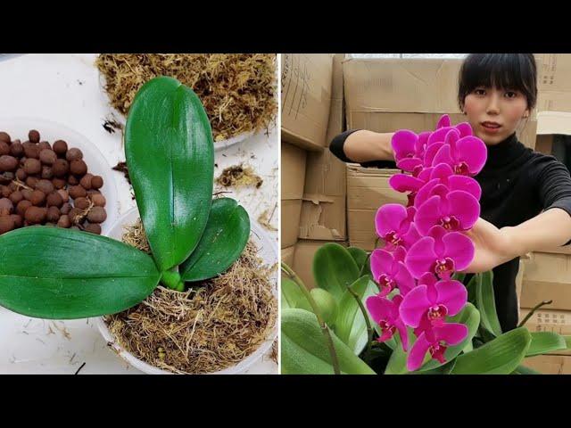 Best techniques to repotting orchid in pot #orchid #06