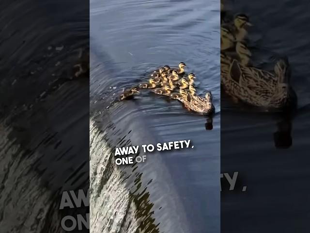 This duckling almost got separated from its family ️ #shorts