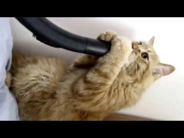 cat and vacuum cleaner