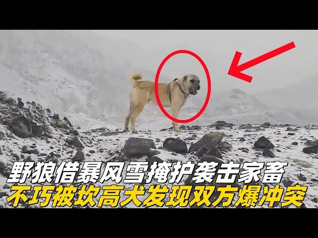 野狼借暴风雪掩护，欲袭击家畜，不巧被一条强壮的坎高犬抓住，双方爆发激烈冲突#狼群 #坎高犬 #牧羊犬 #狼