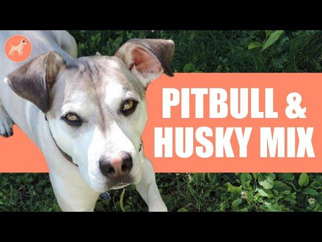 Pitsky (Pitbull & Husky Mix): A Complete Dog Breed Guide