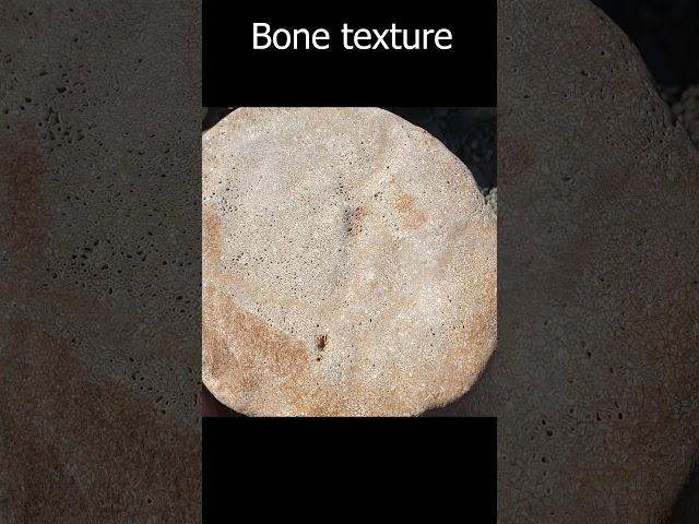 When is a rock not a rock #fossil #science #geology