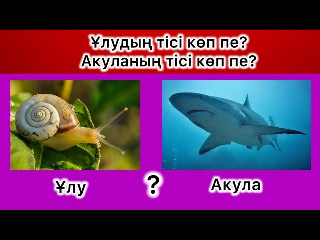 Жануарлар жайлы өте қызықты сұрақтар. Жауап бере аласың ба?