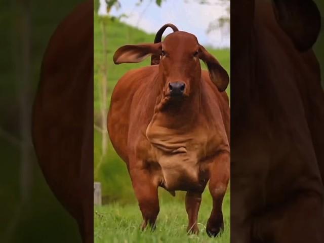 Huge Big Red Cow || Wildlife Journey #shorts #cow #viral