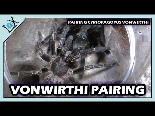 Pairing Cyriopagopus vonwirthi | Thai Tiger Tarantulas【Tarantula Pairing】