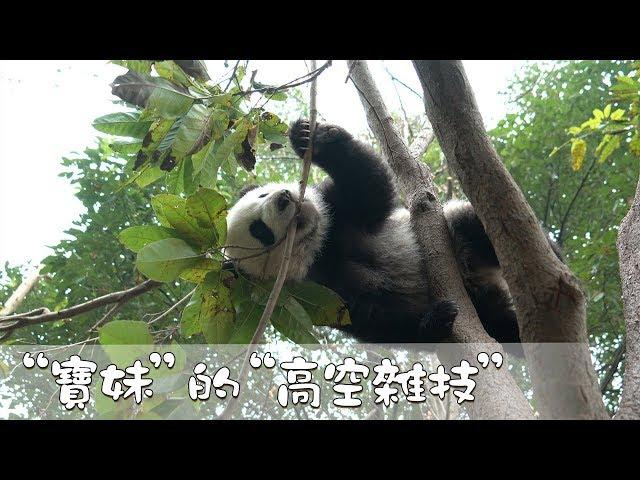 《熊貓早晚安》寶妹”的“高空雜技” | iPanda熊猫频道