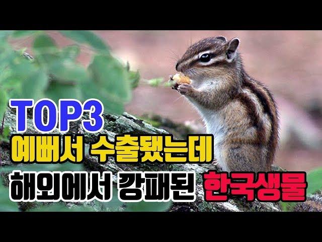 예뻐서 수출됐는데 해외 생태계 파괴중인 한국 생물들 TOP3